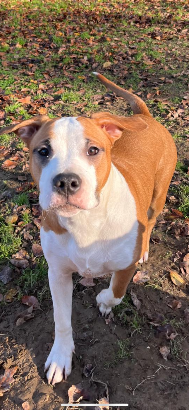 Aloha The Angels Of Steel