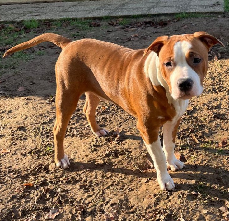 Angel The Angels Of Steel