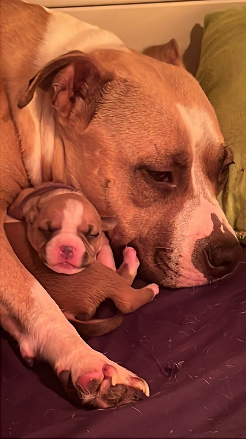 Portée Thémis et negan