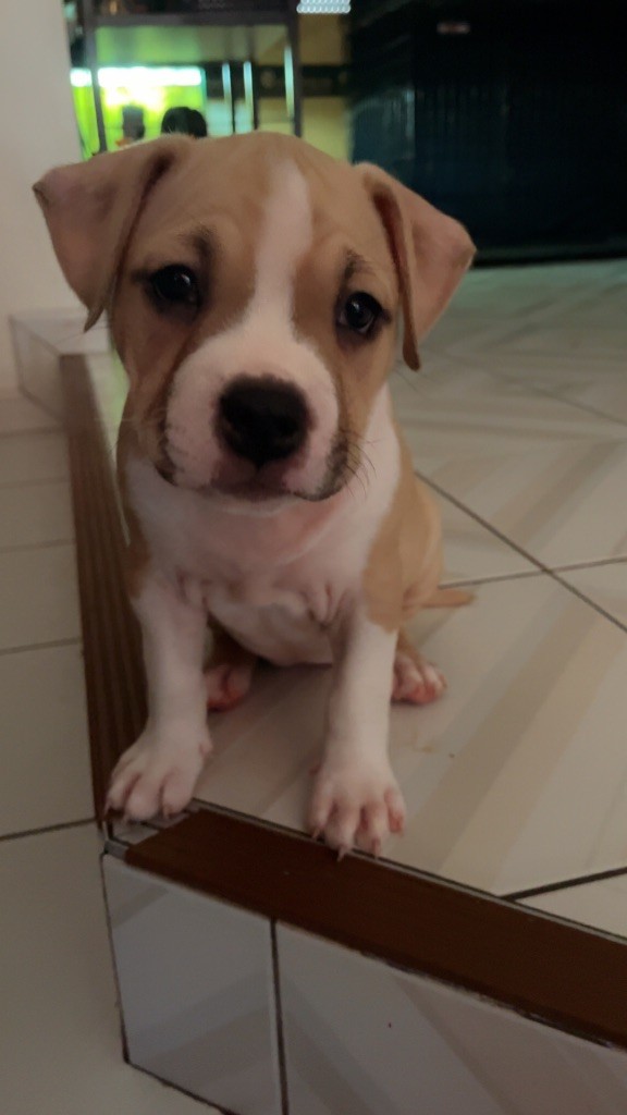 The Angels Of Steel - Chiots disponibles - American Staffordshire Terrier