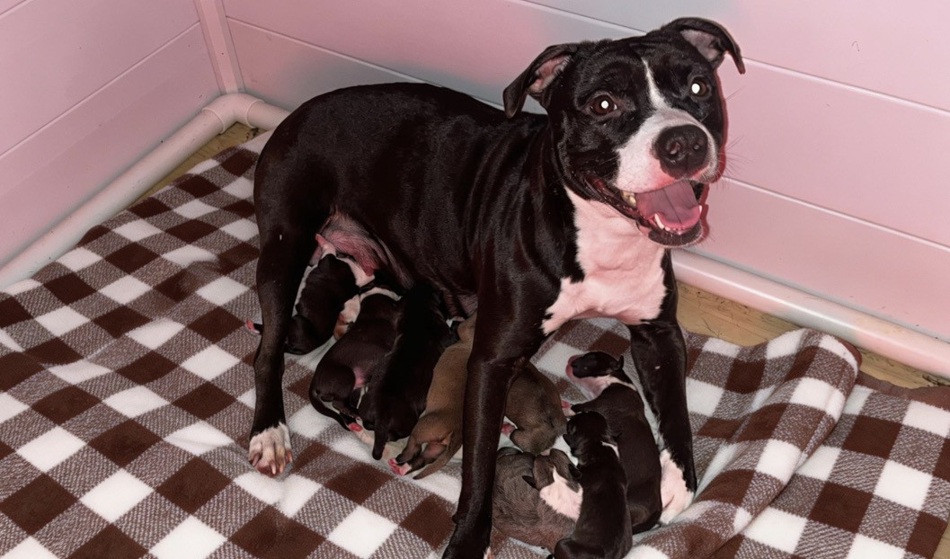 Chiot American Staffordshire Terrier The Angels Of Steel