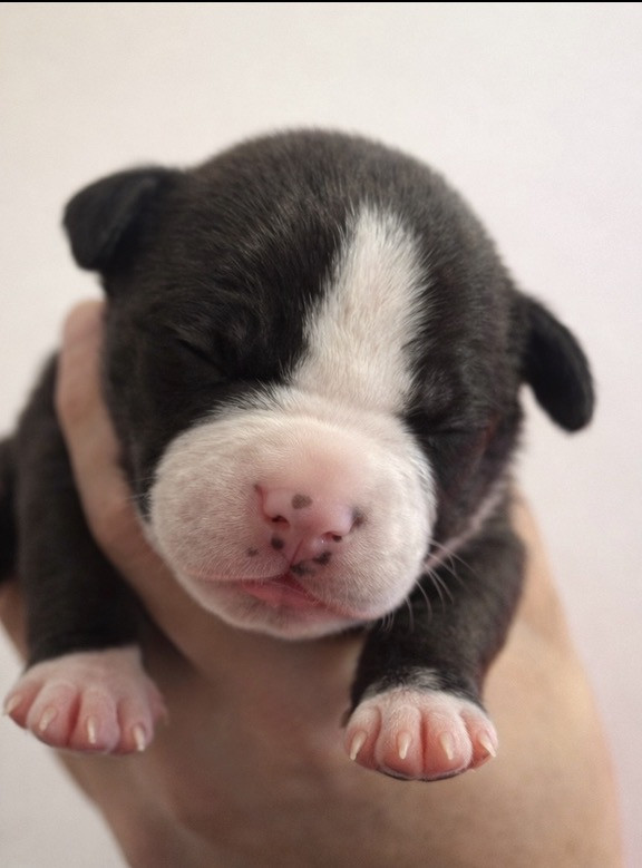 The Angels Of Steel - Chiots disponibles - American Staffordshire Terrier