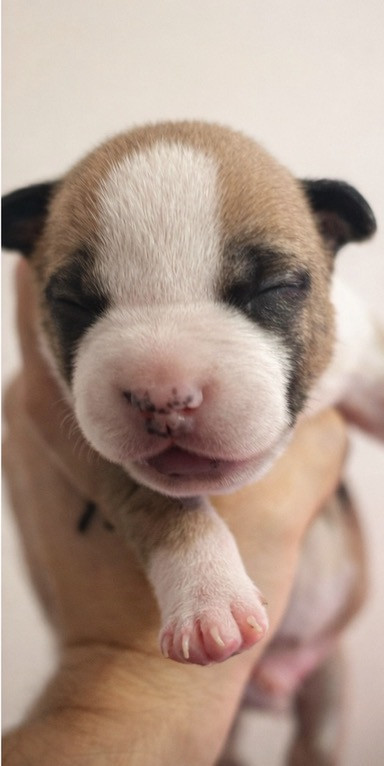 The Angels Of Steel - Chiots disponibles - American Staffordshire Terrier