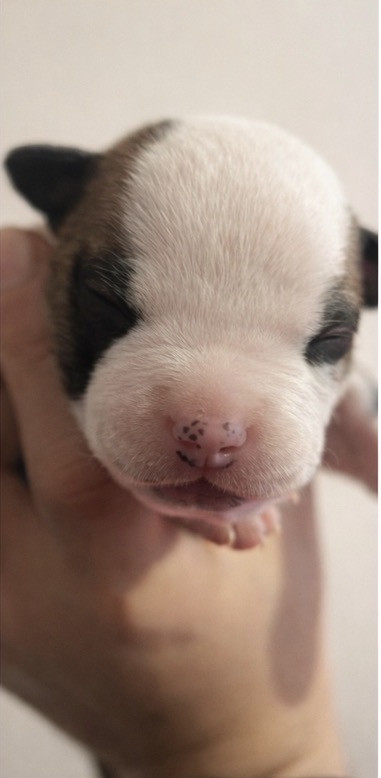 The Angels Of Steel - Chiots disponibles - American Staffordshire Terrier