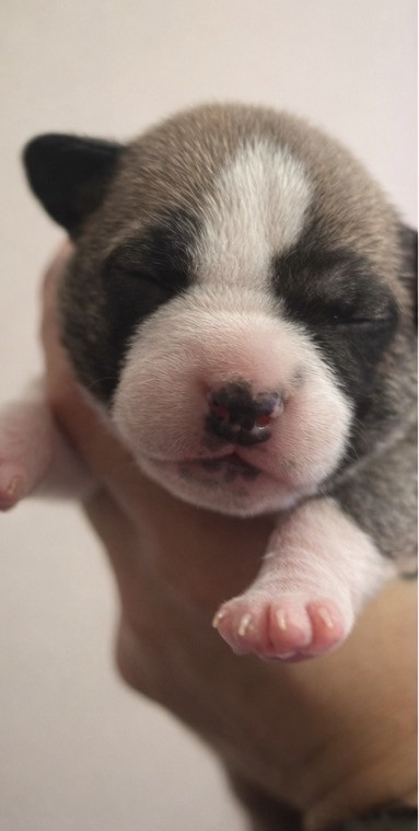 The Angels Of Steel - Chiots disponibles - American Staffordshire Terrier