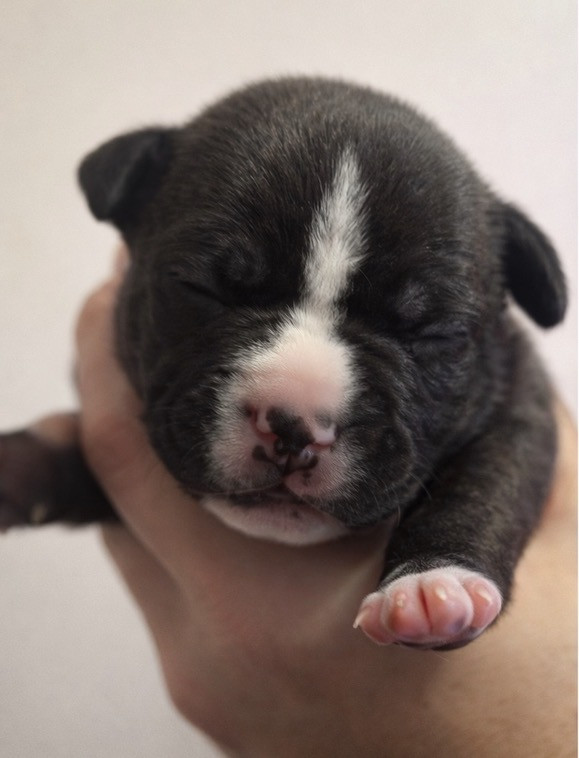 The Angels Of Steel - Chiots disponibles - American Staffordshire Terrier