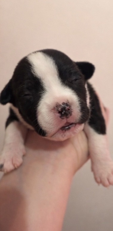 The Angels Of Steel - Chiots disponibles - American Staffordshire Terrier