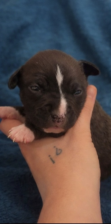 The Angels Of Steel - Chiots disponibles - American Staffordshire Terrier