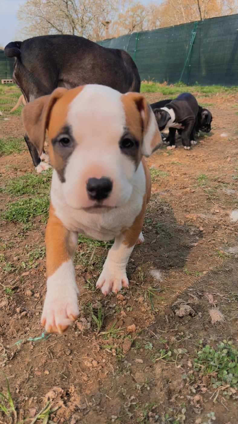 The Angels Of Steel - Chiots disponibles - American Staffordshire Terrier
