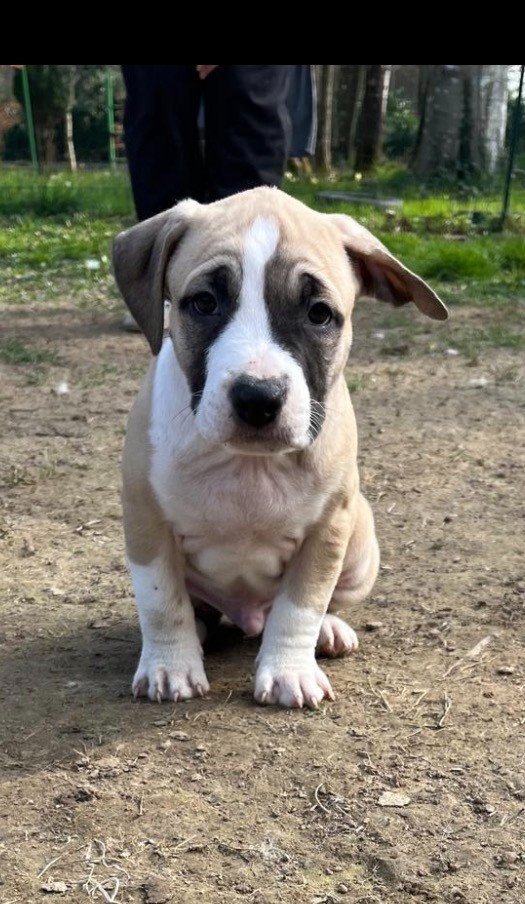 The Angels Of Steel - Chiots disponibles - American Staffordshire Terrier