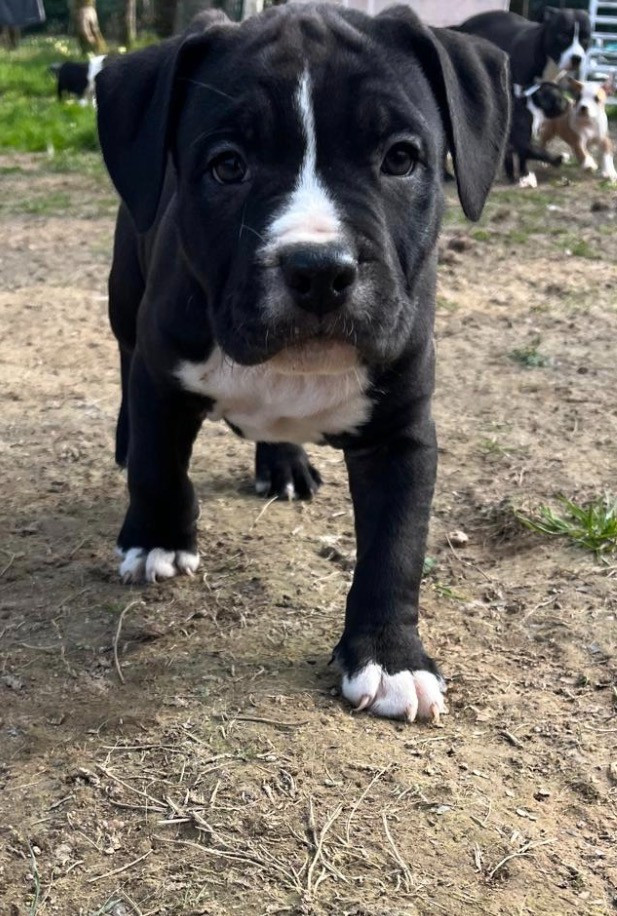 The Angels Of Steel - Chiots disponibles - American Staffordshire Terrier