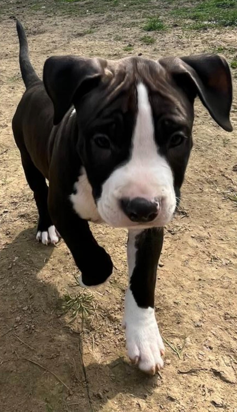 The Angels Of Steel - Chiots disponibles - American Staffordshire Terrier