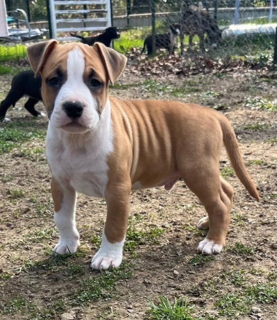 The Angels Of Steel - Chiots disponibles - American Staffordshire Terrier
