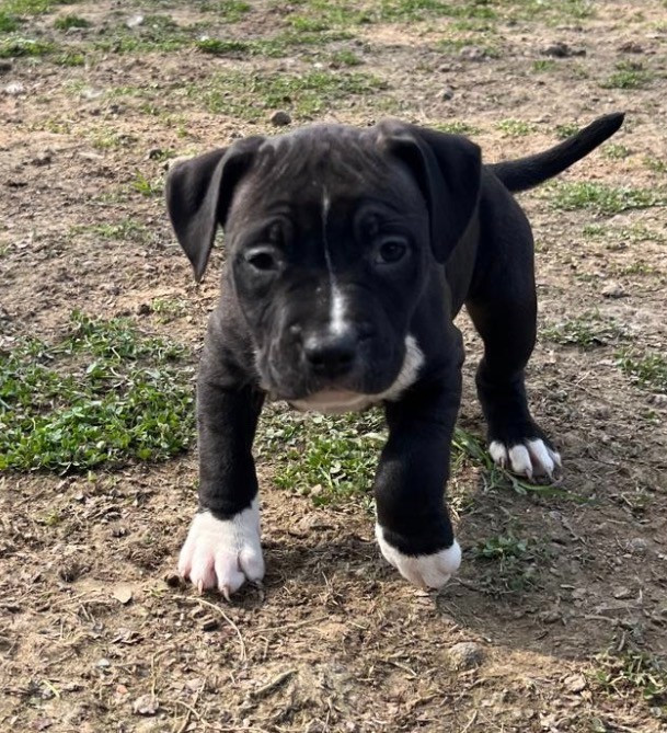 The Angels Of Steel - Chiots disponibles - American Staffordshire Terrier