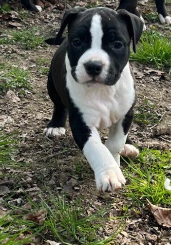 The Angels Of Steel - Chiots disponibles - American Staffordshire Terrier