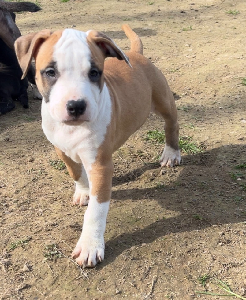 The Angels Of Steel - Chiots disponibles - American Staffordshire Terrier