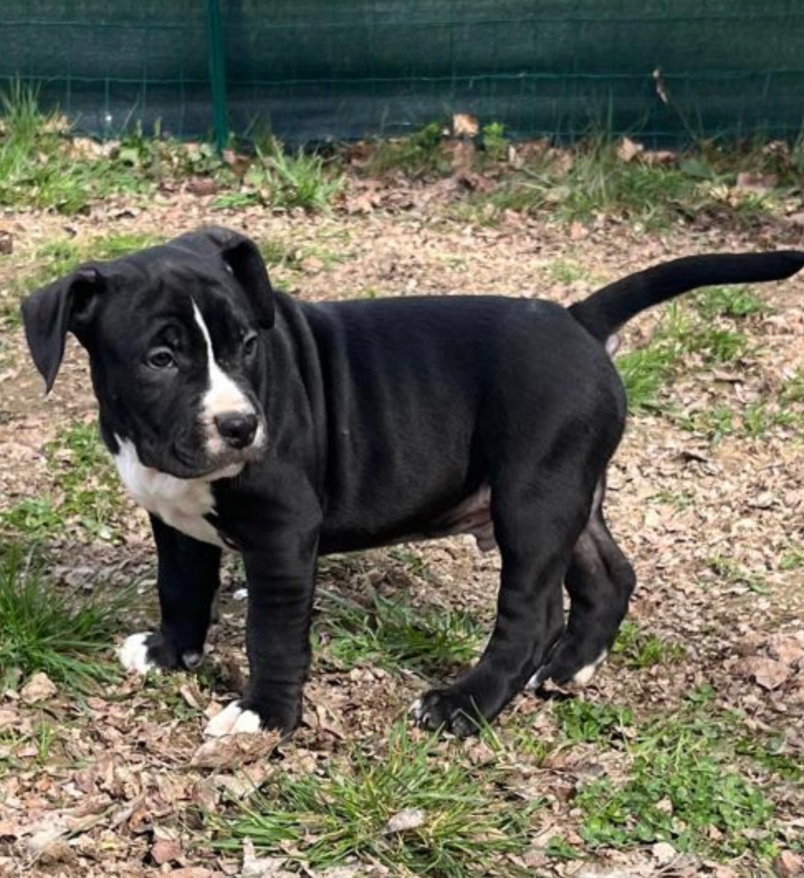 The Angels Of Steel - Chiots disponibles - American Staffordshire Terrier