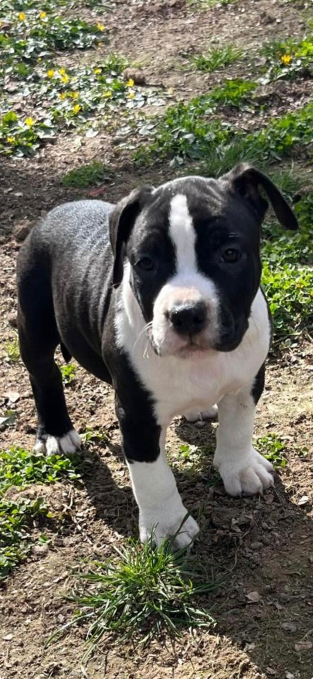 The Angels Of Steel - Chiots disponibles - American Staffordshire Terrier