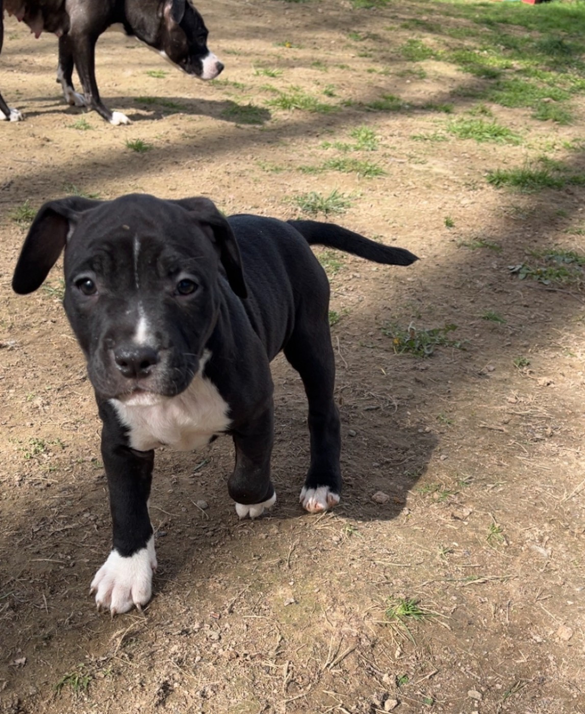 The Angels Of Steel - Chiots disponibles - American Staffordshire Terrier