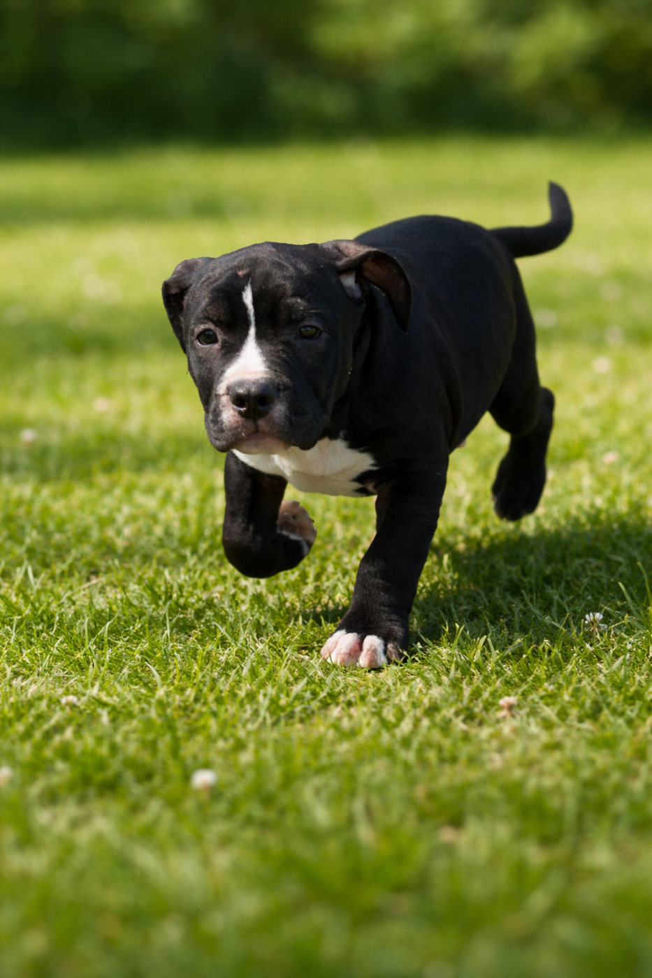 The Angels Of Steel - Chiots disponibles - American Staffordshire Terrier