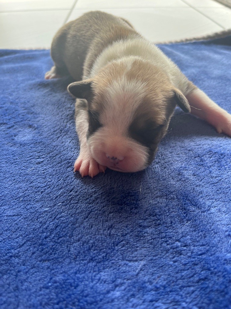 The Angels Of Steel - Chiots disponibles - American Staffordshire Terrier