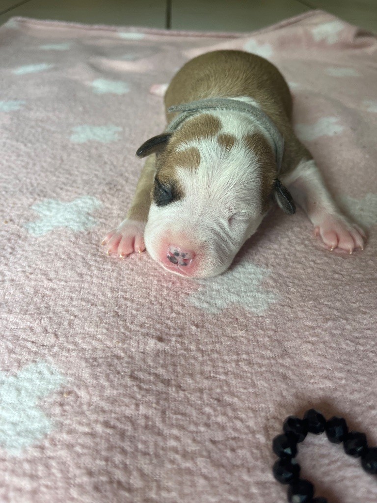 The Angels Of Steel - Chiots disponibles - American Staffordshire Terrier