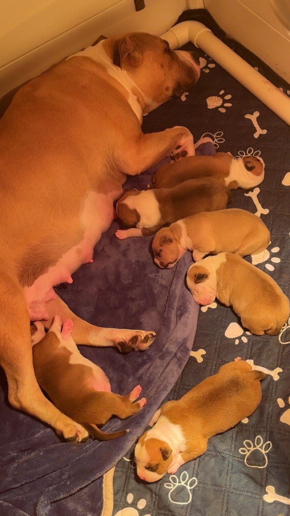 Chiot American Staffordshire Terrier The Angels Of Steel