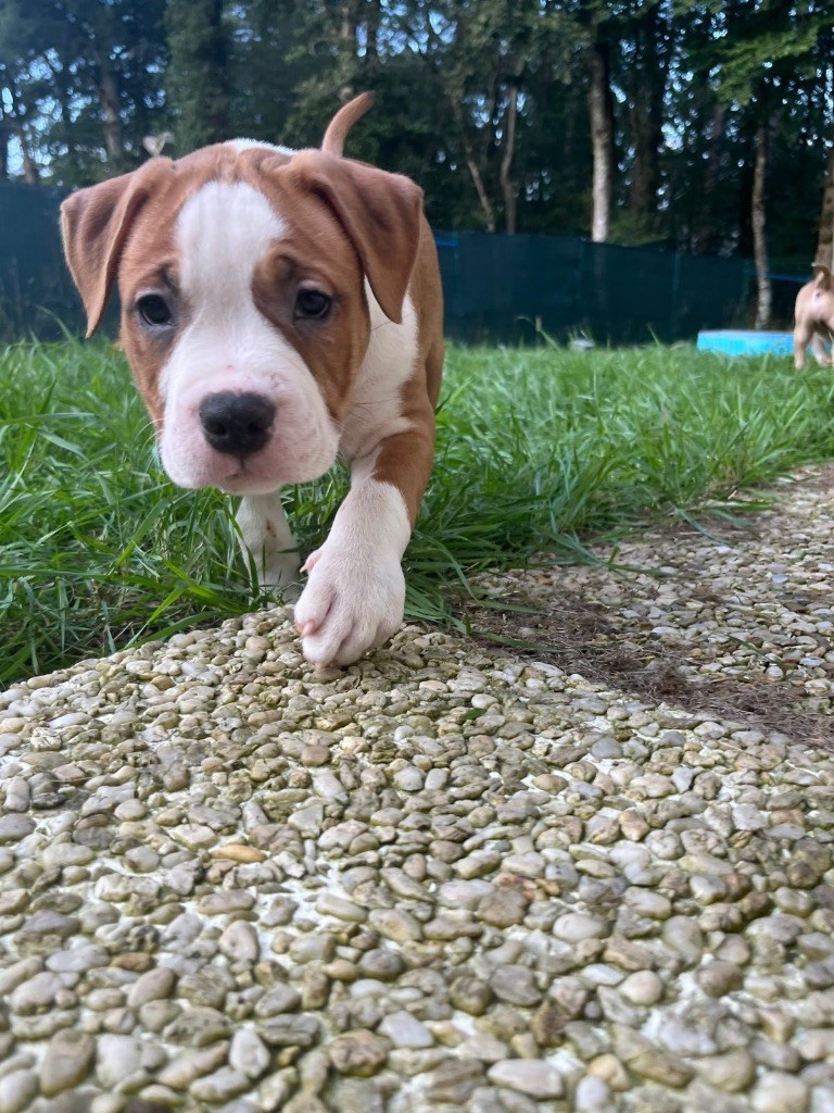 The Angels Of Steel - Chiots disponibles - American Staffordshire Terrier