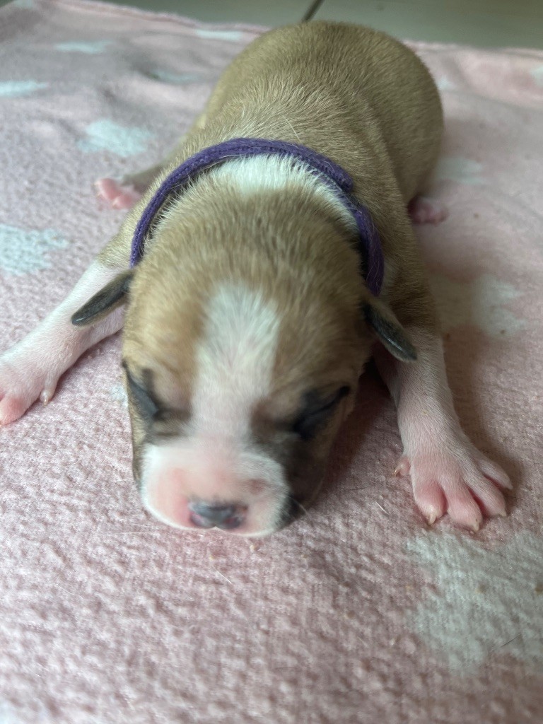 The Angels Of Steel - Chiots disponibles - American Staffordshire Terrier