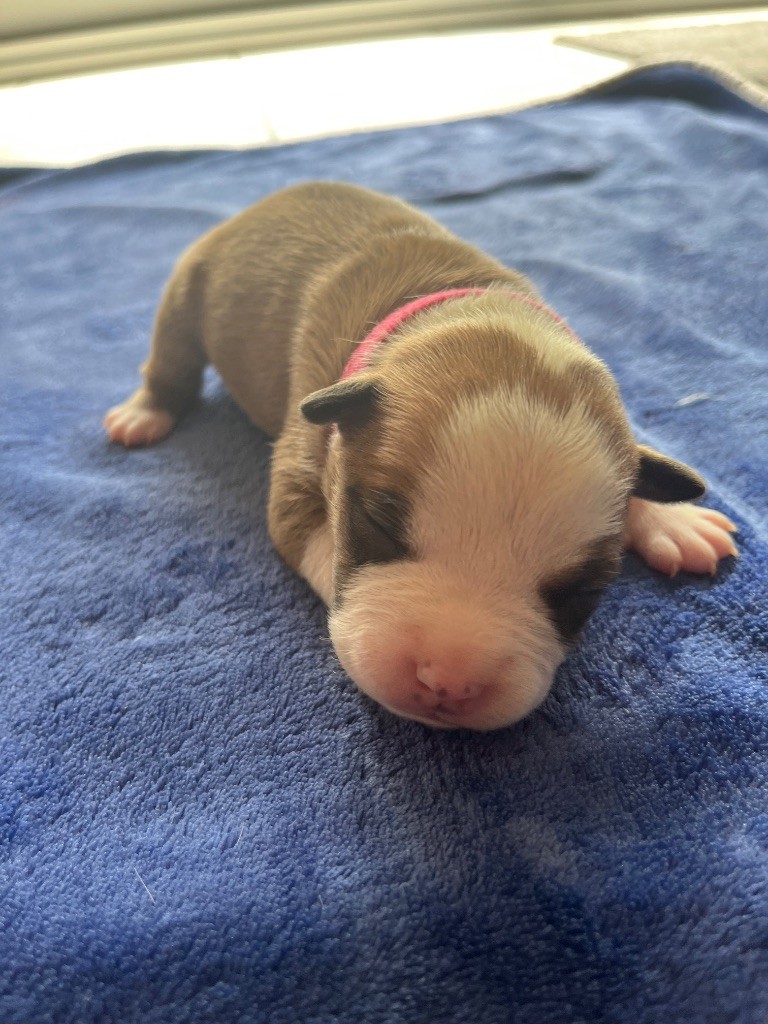 The Angels Of Steel - Chiots disponibles - American Staffordshire Terrier