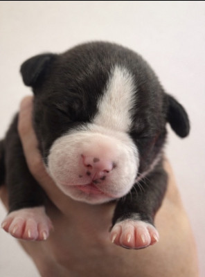 BLACK LEGEND OF THE ANGELS OF STEEL