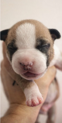 BRONZE TITAN OF THE ANGELS OF STEEL