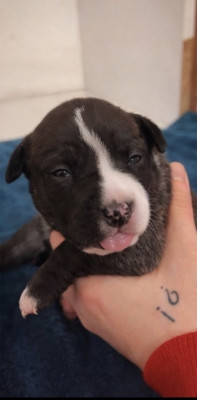 BRIGHT GRACE OF THE ANGELS OF STEEL