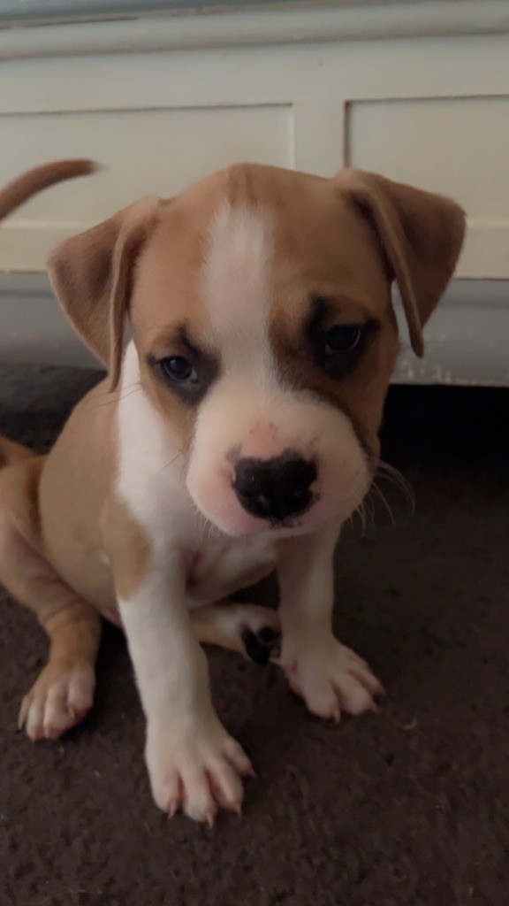 The Angels Of Steel - Chiots disponibles - American Staffordshire Terrier