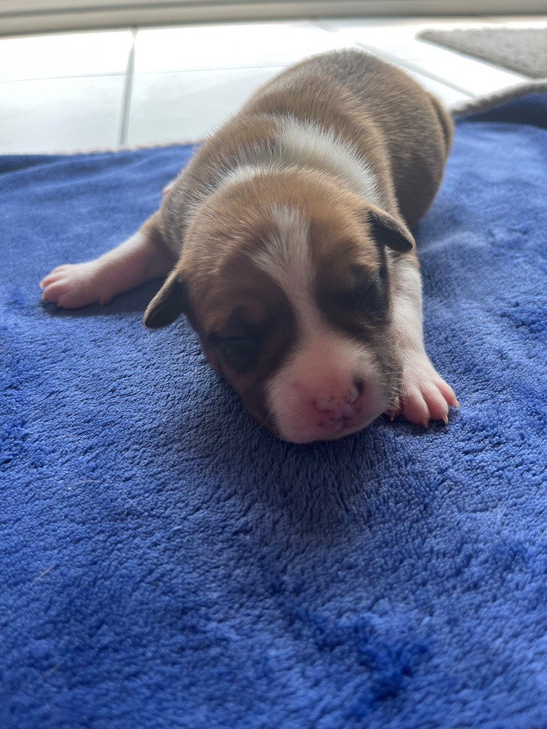 The Angels Of Steel - Chiots disponibles - American Staffordshire Terrier