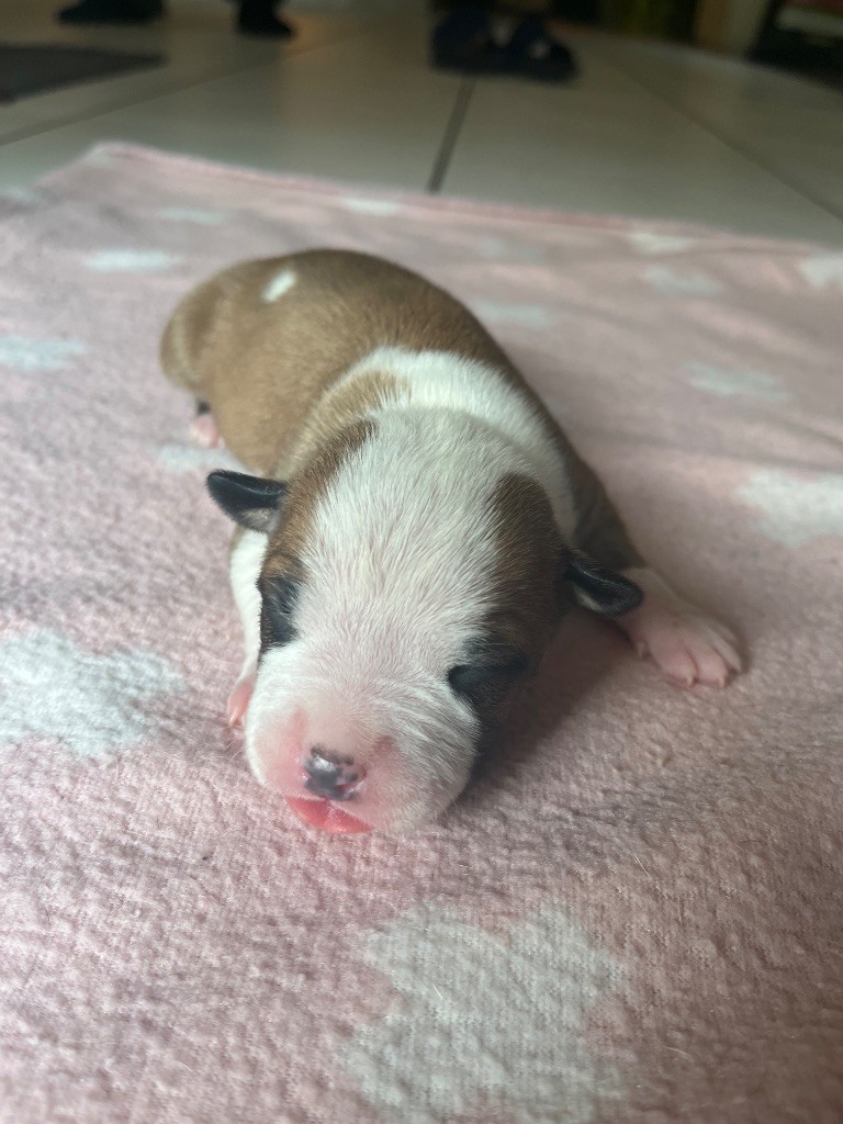 The Angels Of Steel - Chiots disponibles - American Staffordshire Terrier